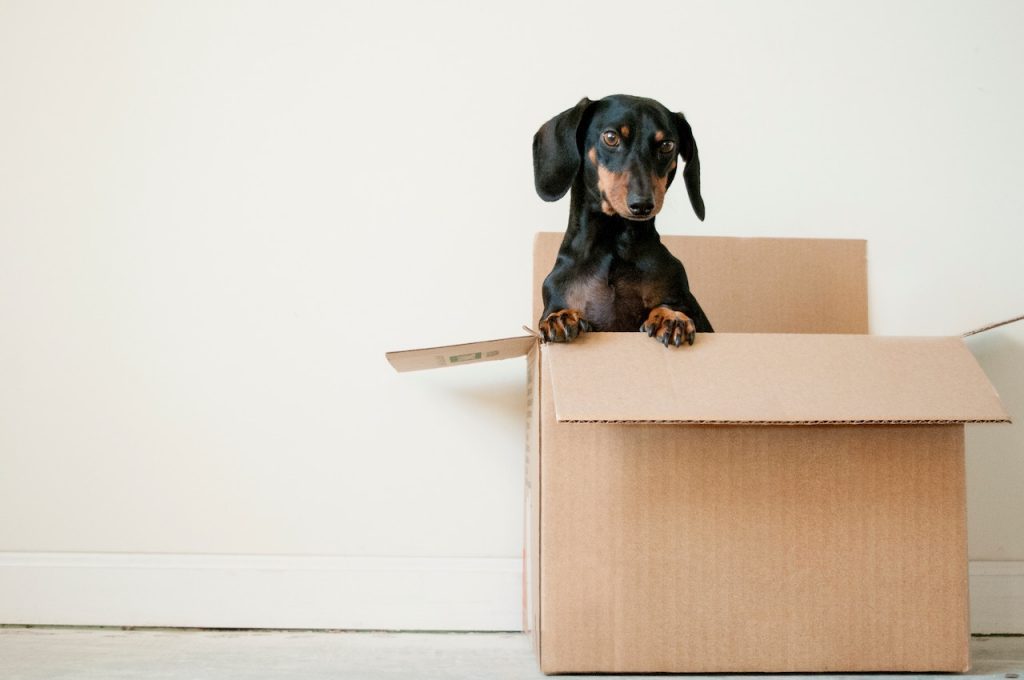 Un petit chien sort sa tête d'un carton de déménagement.